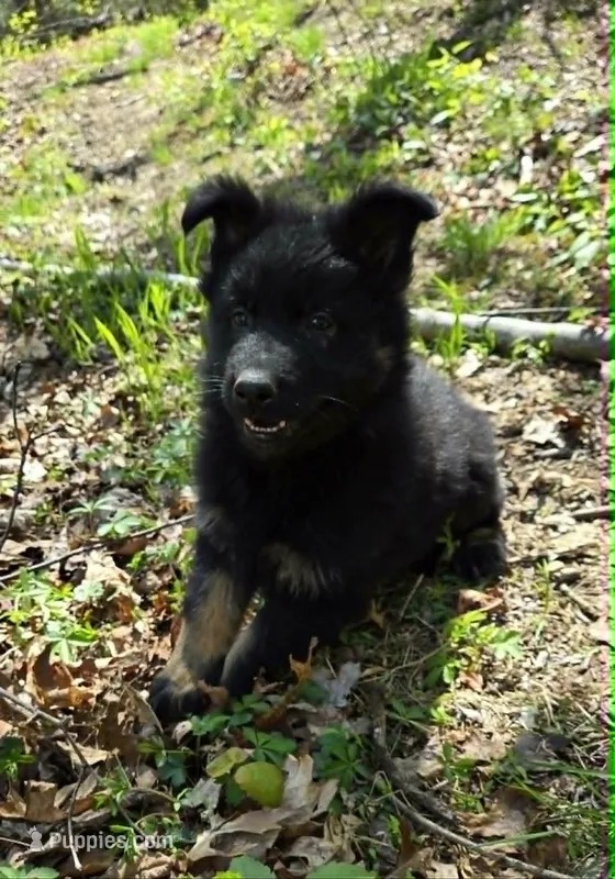 GIRL 1 – German Shepherd Dog puppy for sale in Cumberland, MD