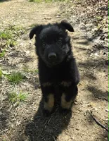 GIRL 1, a female German Shepherd Dog for sale in Cumberland, MD – Photo 4 of 7