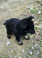 GIRL 1, a female German Shepherd Dog for sale in Cumberland, MD – Photo 3 of 5