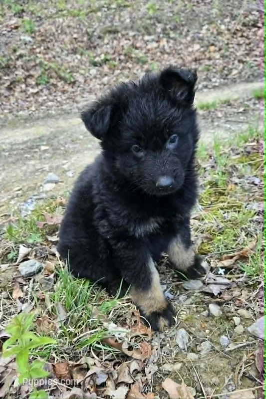 GIRL 1 – German Shepherd Dog puppy for sale in Cumberland, MD