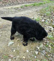 GIRL 1, a female German Shepherd Dog for sale in Cumberland, MD – Photo 2 of 5
