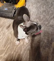 JASMINE, a female Frenchton for sale in Cumberland, MD – 3 of 9