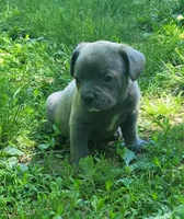 LIL BOY 1, a male Frenchton for sale in Cumberland, MD – 6 of 10