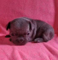 LIL GIRL 1, a female Frenchton for sale in Cumberland, MD – 8 of 10