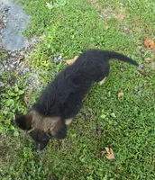 DUKE, a male German Shepherd Dog for sale in Cumberland, MD – Photo 3 of 9