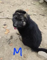 DUKE, a male German Shepherd Dog for sale in Cumberland, MD – Photo 5 of 9