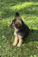 DUKE, a male German Shepherd Dog for sale in Cumberland, MD – Photo 4 of 9