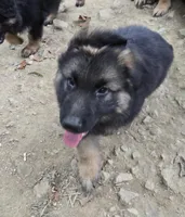 DUKE, a male German Shepherd Dog for sale in Cumberland, MD – Photo 7 of 9