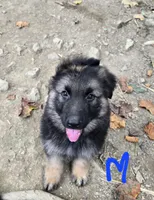 DUKE, a male German Shepherd Dog for sale in Cumberland, MD – Photo 6 of 9