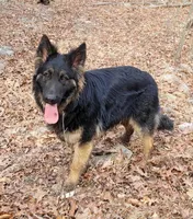 DUKE, a male German Shepherd Dog for sale in Cumberland, MD – Photo 9 of 9