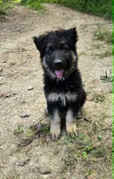 Magnum, a male German Shepherd Dog for sale in Cumberland, MD – 2 of 4