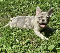 BEAUTY, a female French Bulldog for sale in Cumberland, MD – 5 of 10