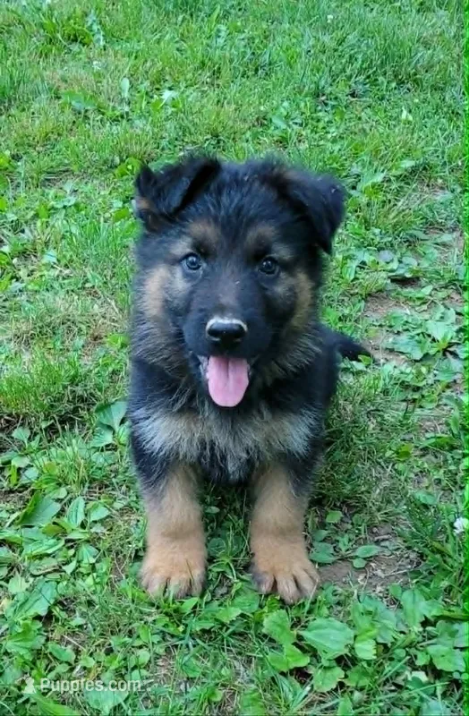 Big Boy 3 – German Shepherd Dog puppy for sale in Cumberland, MD