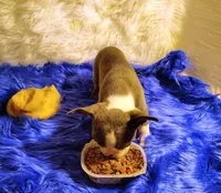 FRIAR TUCK, a male Frenchton for sale in Cumberland, MD – 6 of 8
