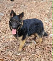 PLUSH GIRL 3, a female German Shepherd Dog for sale in Cumberland, MD – 7 of 7