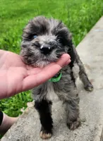 GC - M4, a male Goldendoodle for sale in Cumberland, MD – Photo 3 of 3
