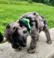 GC - M4, a male Goldendoodle for sale in Cumberland, MD – Photo 1 of 3
