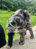 GC - M4, a male Goldendoodle for sale in Cumberland, MD – Photo 2 of 3