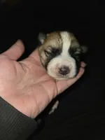 MALE 2, a male German Shepherd Dog and Great Pyrenees for sale in Cumberland, MD – 3 of 3