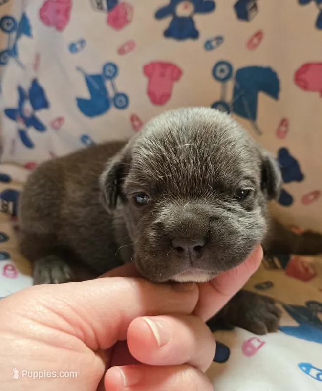 LIL BOY 2 – French Bulldog puppy for sale in Cumberland, MD