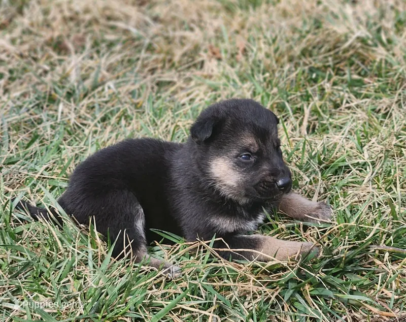 Shepherd Husky FEMALE 1 – German Shepherd Dog, Siberian Husky puppy for sale in Cumberland, MD