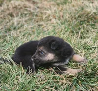 Shepherd Husky FEMALE 1, a female German Shepherd Dog and Siberian Husky for sale in Cumberland, MD – Photo 2 of 3