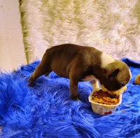 FRIAR TUCK, a male Frenchton for sale in Cumberland, MD – 7 of 8