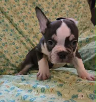 Undeniably Handsome, a male French Bulldog for sale in Cumberland, MD – 4 of 10