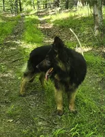 Big Boy 2, a male German Shepherd Dog for sale in Cumberland, MD – 8 of 10