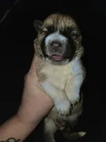 MALE 3, a male German Shepherd Dog and Great Pyrenees for sale in Cumberland, MD – 3 of 4