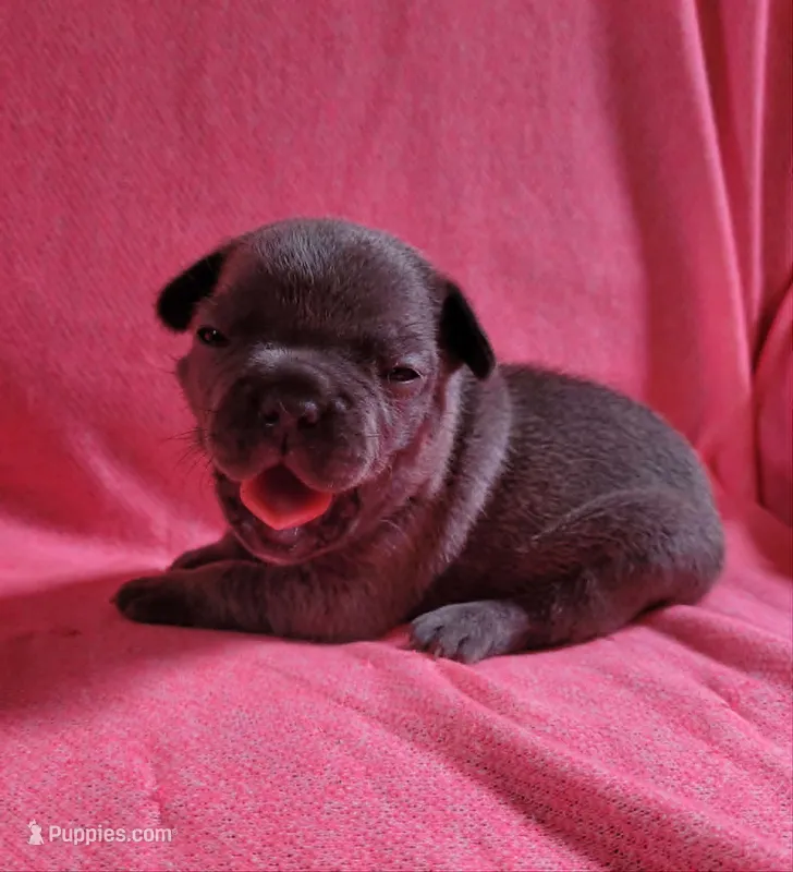 LIL GIRL 1 – French Bulldog puppy for sale in Cumberland, MD