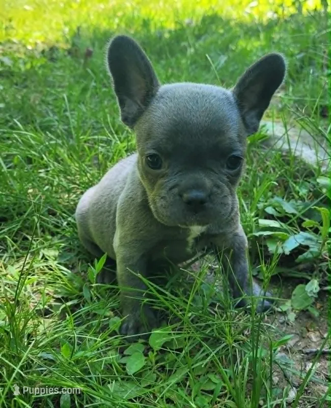 LIL GIRL 1 – French Bulldog puppy for sale in Cumberland, MD