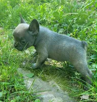LIL GIRL 1, a female Frenchton for sale in Cumberland, MD – 6 of 10
