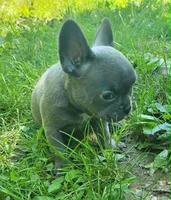LIL GIRL 1, a female Frenchton for sale in Cumberland, MD – 2 of 10