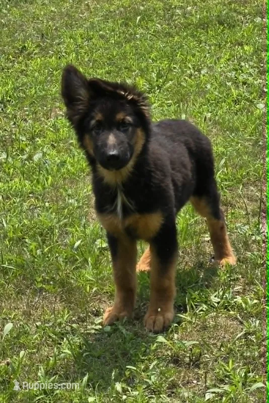 Blossom – German Shepherd Dog puppy for sale in Cumberland, MD
