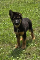 Blossom, a female German Shepherd Dog for sale in Cumberland, MD – 1 of 10
