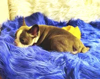 STITCH, a male Frenchton for sale in Cumberland, MD – 3 of 9