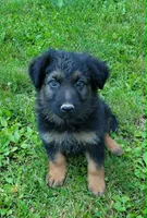 Big Boy 1, a male German Shepherd Dog for sale in Cumberland, MD – 1 of 7