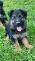 Big Boy 3, a male German Shepherd Dog for sale in Cumberland, MD – 2 of 6