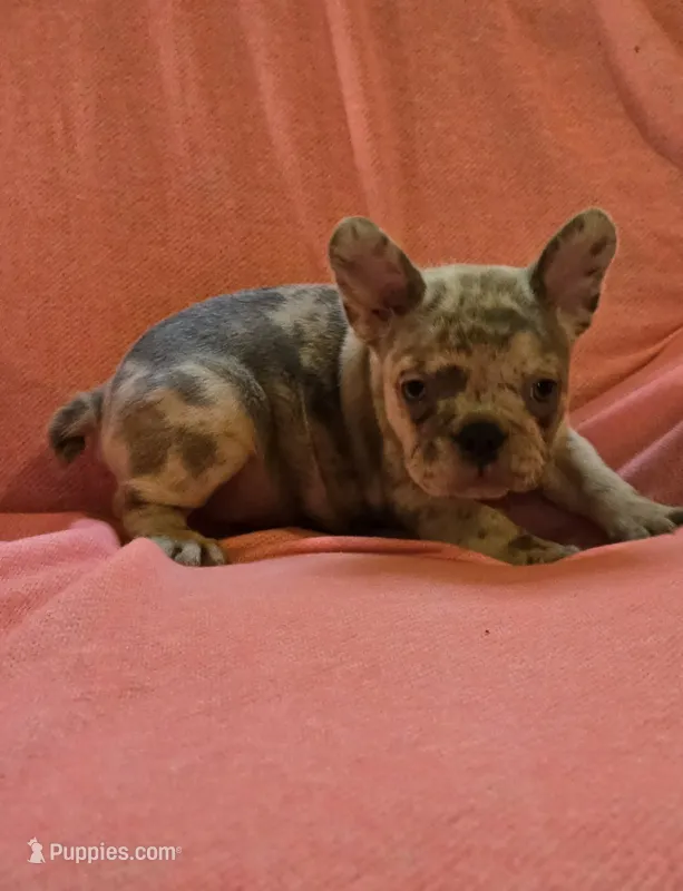 BEAUTY – French Bulldog puppy for sale in Cumberland, MD