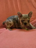 BEAUTY, a female French Bulldog for sale in Cumberland, MD – 6 of 10