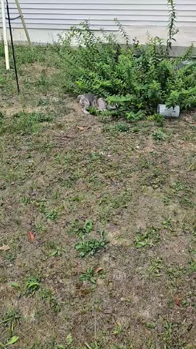 BEAUTY, a female French Bulldog for sale in Cumberland, MD – 10 of 10