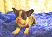 STITCH, a male Frenchton for sale in Cumberland, MD – 5 of 9