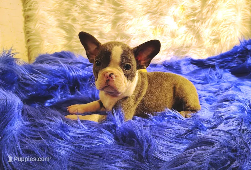 STITCH – Frenchton puppy for sale in Cumberland, MD