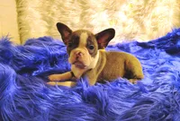 STITCH, a male Frenchton for sale in Cumberland, MD – 1 of 9