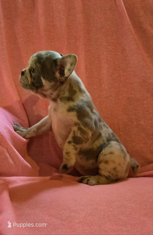 BEAUTY – French Bulldog puppy for sale in Cumberland, MD