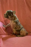 BEAUTY, a female French Bulldog for sale in Cumberland, MD – 7 of 10