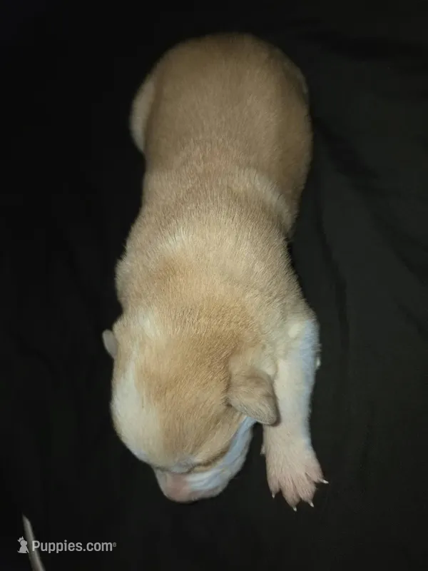 FEMALE 2 – German Shepherd Dog, Great Pyrenees puppy for sale in Cumberland, MD