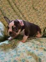 Undeniably Handsome, a male French Bulldog for sale in Cumberland, MD – 2 of 10