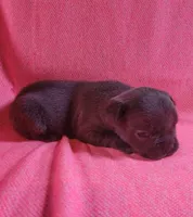 LIL GIRL 2, a female Frenchton for sale in Cumberland, MD – 5 of 9